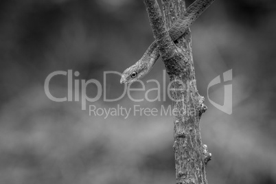 Green mamba on a branch in black and white