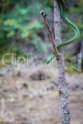 Green mamba on a branch