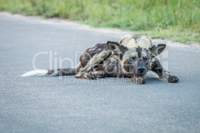 African wild dog laying on the road in the Kruger National Park