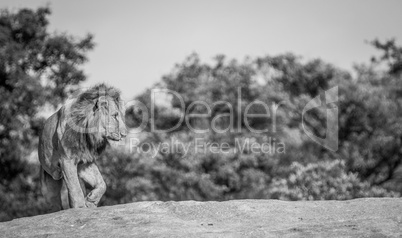 Lion on the rocks in black and white in the Kruger National Park