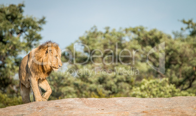 Lion on the rocks in the Kruger National Park