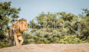 Lion on the rocks in the Kruger National Park