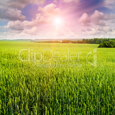 field, sunrise and blue sky