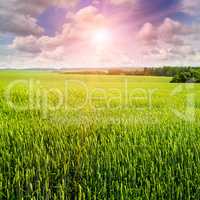 field, sunrise and blue sky