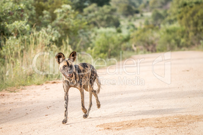 Running African wild dog in the Kruger National Park