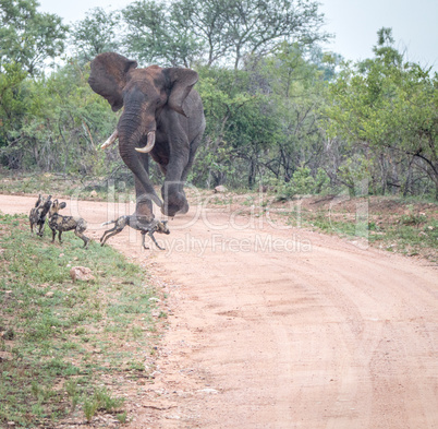 Elephant chasing away African wild dogs in the Kruger National Park