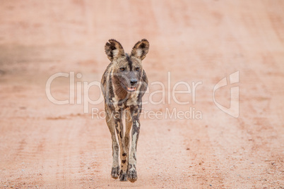 African wild dog walking towards the camera in the Kruger National Park