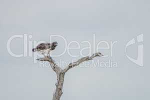 Tawny eagle in a tree in the Kruger National Park