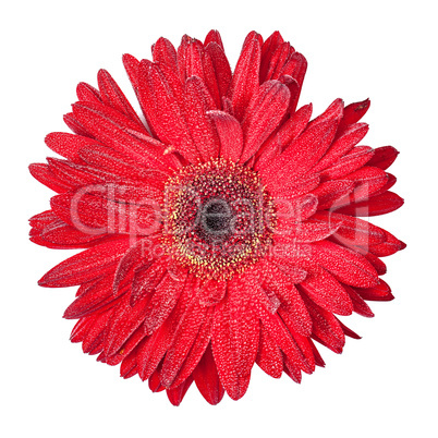 Red Gerbera Flower Isolated