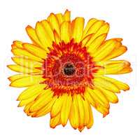 Yellow-Red Gerbera Flower Isolated