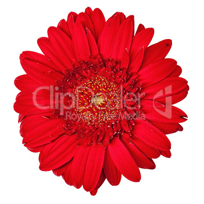 Red Gerbera Flower Isolated