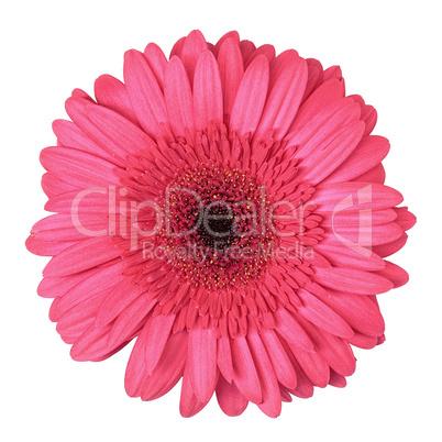 Pink Gerbera Flower Isolated