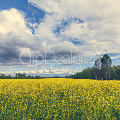 Gorgeous Yellow Canola Field in Forest