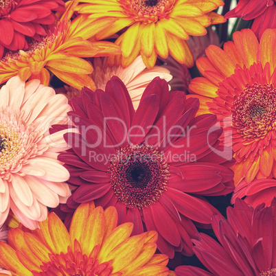 Beautiful Gerbera Flowers Blooming