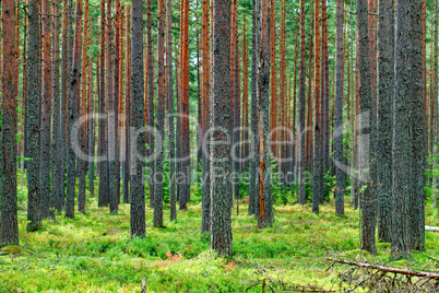 Fresh Green Pine Forest Backdrop