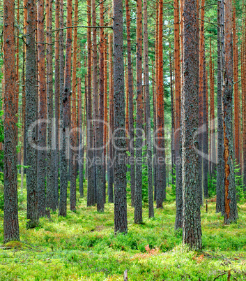 Fresh Green Pine Forest Backdrop