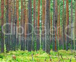 Fresh Green Pine Forest Backdrop