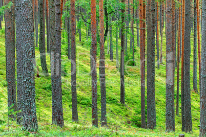 Fresh Green Pine Forest Backdrop