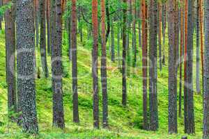 Fresh Green Pine Forest Backdrop