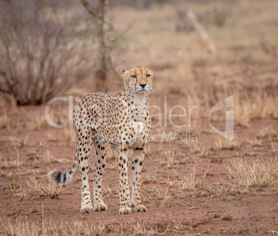 Starring Cheetah in the Kruger National Park