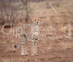 Starring Cheetah in the Kruger National Park