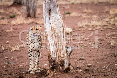 Starring Cheetah in the Kruger National Park