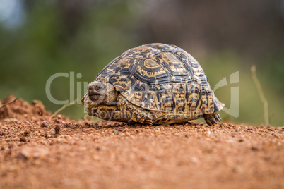 Leopard tortoise on the ground in the Selati Game Reserve