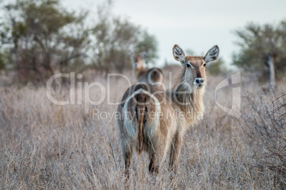 Starring Waterbucks in the Kruger National Park