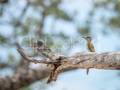 Golden-tailed woodpecker on a branch in the Kruger National Park