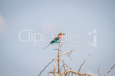 Lilac-breasted roller on a branch in the Kruger National Park