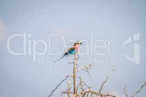Lilac-breasted roller on a branch in the Kruger National Park