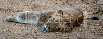 Laying Lion in the Kapama Game Reserve