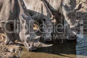 Three drinking White rhinos in the Kruger National Park