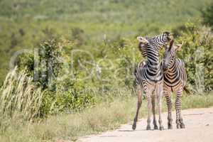 Two playing Zebras in the Kruger National Park