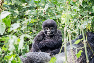 Baby Mountain gorilla on a Silverback in the Virunga National Park