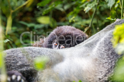 Baby Mountain gorilla hiding behind a Silverback in the Virunga National Park