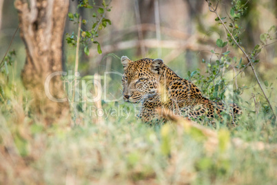 Leopard laying in the grass in the Kruger National Park