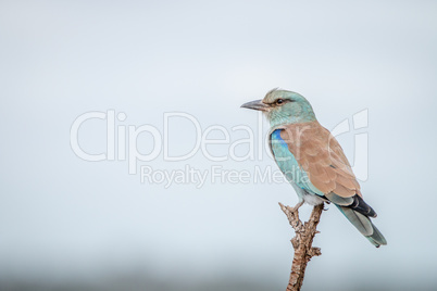 European roller on a branch in the Kruger National Park