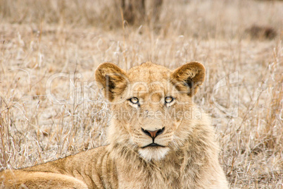 Starring Lion in the Kruger National Park