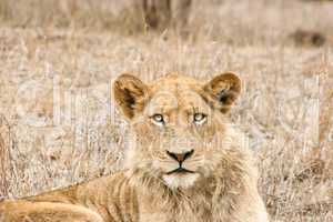 Starring Lion in the Kruger National Park
