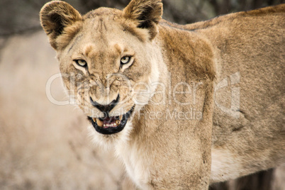 Grumpy Lioness in the Kruger National Park