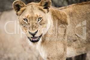 Grumpy Lioness in the Kruger National Park