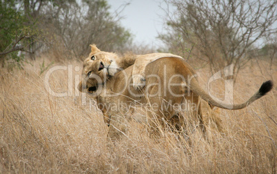 Bonding Lions in the Kruger National Park
