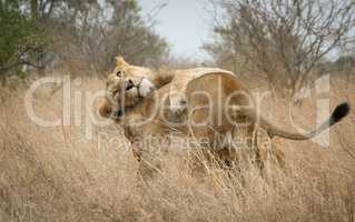 Bonding Lions in the Kruger National Park