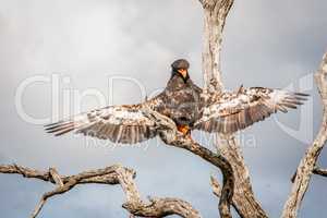 Bateleur eagle stretching his wings in the Kruger National Park