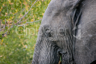 Eye of an Elephant in the Kruger National Park