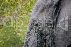 Eye of an Elephant in the Kruger National Park