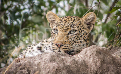 Starring Leopard in the Sabi Sands