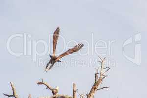 Flying Lesser-spotted eagle in the Kruger National Park