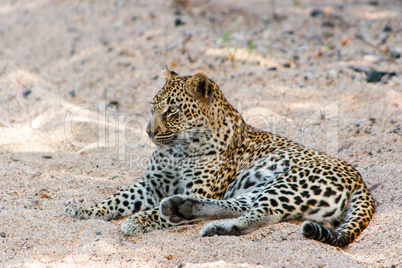 Leopard laying in the sand in the Sabi Sands